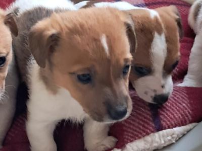 Mini Jack Russell puppies in Down