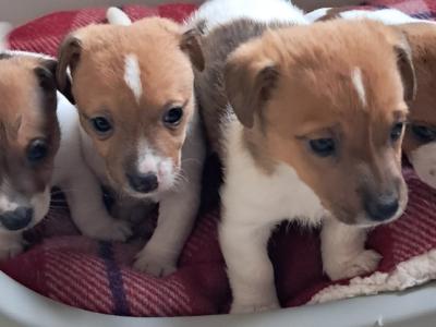 Miniature Jack Russell puppies in Down