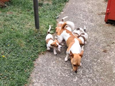 Mini Jack Russell puppies in Down