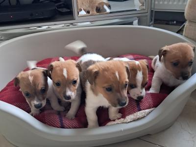 Mini Jack Russell puppies in Down