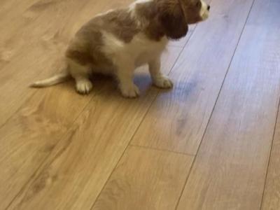 Three beautiful Cavalier King Charles Spaniel puppies for sale in Mayo