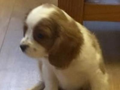 Three beautiful Cavalier King Charles Spaniel puppies for sale in Mayo