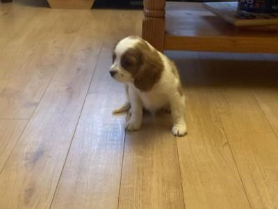 Three beautiful Cavalier King Charles Spaniel puppies for sale in Mayo
