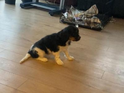 Three beautiful Cavalier King Charles Spaniel puppies for sale in Mayo