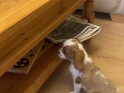 Three beautiful Cavalier King Charles Spaniel puppies for sale in Mayo