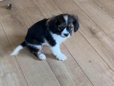 Three beautiful Cavalier King Charles Spaniel puppies for sale in Mayo