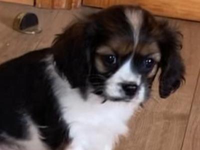 Three beautiful Cavalier King Charles Spaniel puppies for sale in Mayo