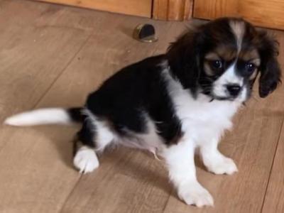 Three beautiful Cavalier King Charles Spaniel puppies for sale in Mayo