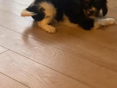 Three beautiful Cavalier King Charles Spaniel puppies for sale in Mayo