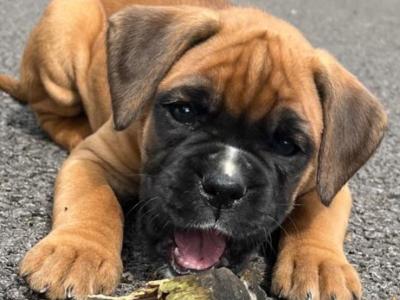 Pedigree Reg Boxer pups (IKC Pending) in Cavan