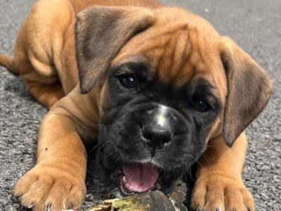 Pedigree IKC Registered (pending) Boxer puppies in Cavan