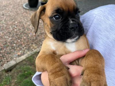 Pedigree Reg Boxer pups (IKC Pending) in Cavan