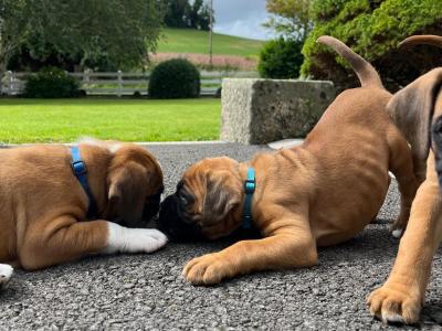 Pedigree Reg Boxer pups (IKC Pending) in Cavan