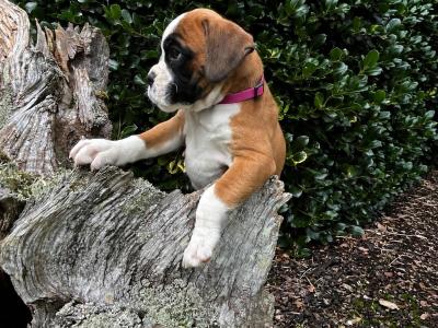 Pedigree Reg Boxer pups (IKC Pending) in Cavan