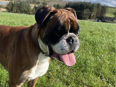 Pedigree Reg Boxer pups (IKC Pending) in Cavan