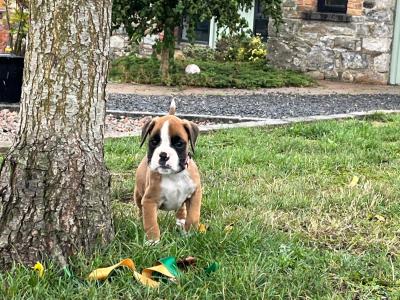 Pedigree Reg Boxer pups (IKC Pending) in Cavan