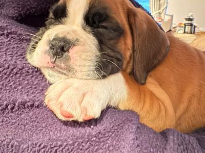 Pedigree Reg Boxer pups (IKC Pending) in Cavan