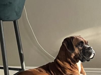 Pedigree Reg Boxer pups (IKC Pending) in Cavan