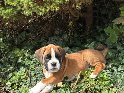 Pedigree Reg Boxer pups (IKC Pending) in Cavan