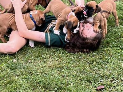 Pedigree Reg Boxer pups (IKC Pending) in Cavan