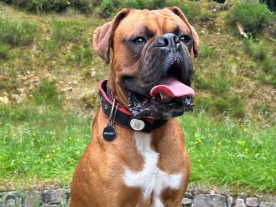 Briskill King (Boxer) Standing at stud in Longford