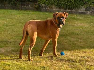 Briskill King (Boxer) Standing at stud in Longford
