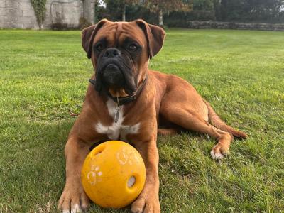 Briskill King (Boxer) Standing at stud in Longford