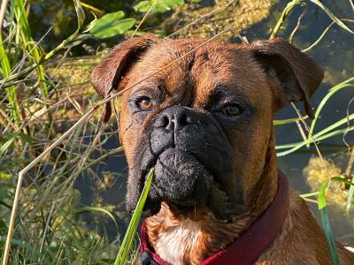 Briskill King (Boxer) Standing at stud in Longford