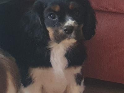 Three beautiful Cavalier King Charles Spaniel puppies for sale in Mayo