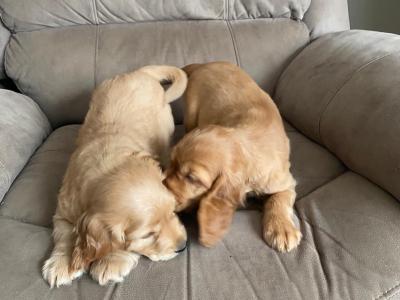 Cocker Spaniel puppies in Limerick