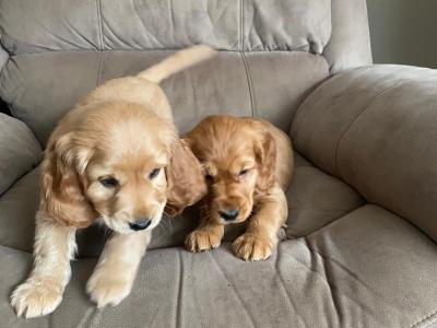 Cocker Spaniel puppies in Limerick