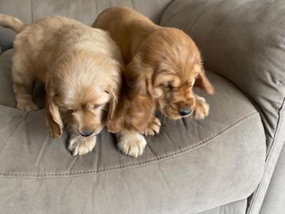 Cocker Spaniel puppies in Limerick
