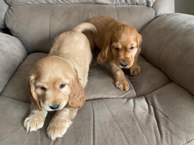 Cocker Spaniel puppies in Limerick
