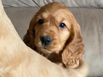 Cocker Spaniel puppies in Limerick