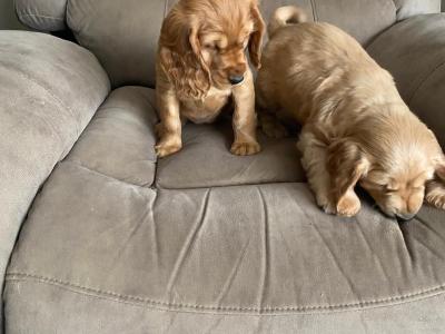 Cocker Spaniel puppies in Limerick