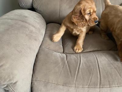 Cocker Spaniel puppies in Limerick