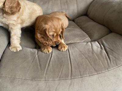 Cocker Spaniel puppies in Limerick