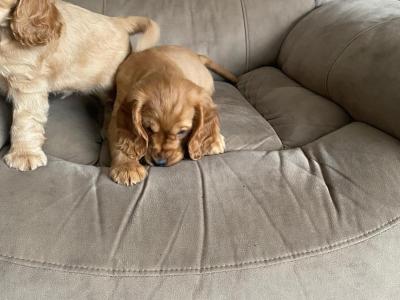 Cocker Spaniel puppies in Limerick