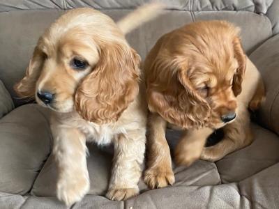 Cocker Spaniel puppies in Limerick