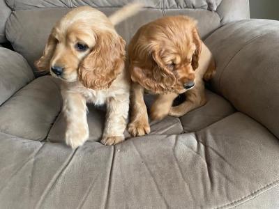 Cocker Spaniel puppies in Limerick