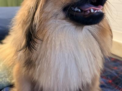 Male Pekingese for sale in Dublin