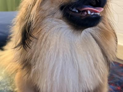 Male Pekingese for sale in Dublin