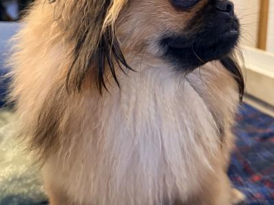 Male Pekingese for sale in Dublin
