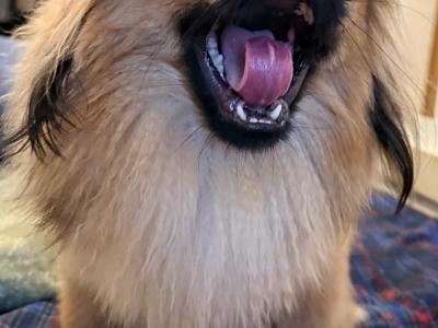 Male Pekingese for sale in Dublin
