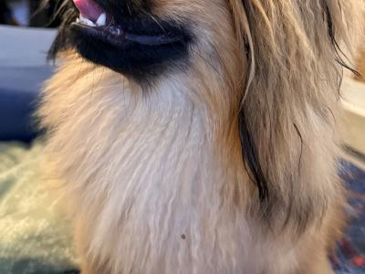 Male Pekingese for sale in Dublin