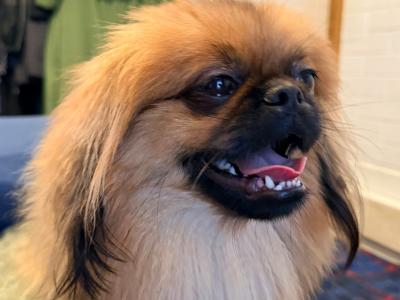 Male Pekingese for sale in Dublin