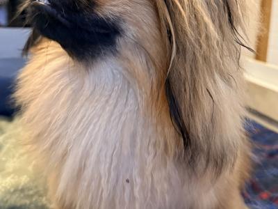 Male Pekingese for sale in Dublin