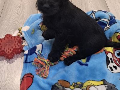 Jackapoo puppies (Jack Russell x Poodle) in Galway