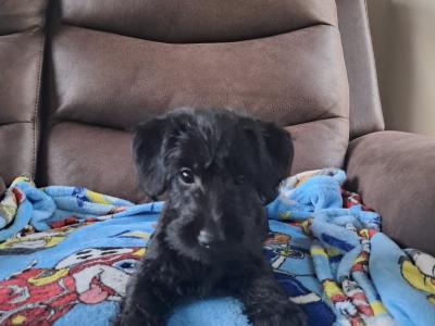 Jackapoo puppies (Jack Russell x Poodle) in Galway