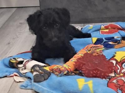 Jackapoo puppies (Jack Russell x Poodle) in Galway
